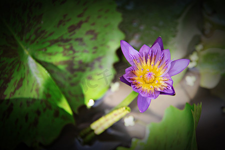 开花在池塘的美丽的紫色莲花或荷花