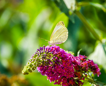 欧洲常见昆虫白菜蝴蝶的美丽宏观特写
