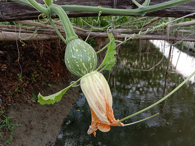 带花的绿色小生南瓜