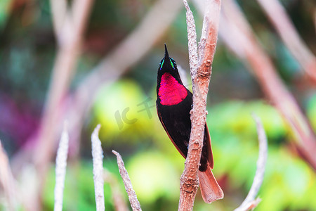 红胸太阳鸟，Chalcomitra senegalensis，埃塞俄比亚