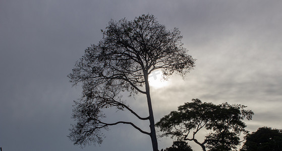 树坚硬摄影照片_多云的夜晚树木的轮廓，太阳躲在坚硬的云层后面
