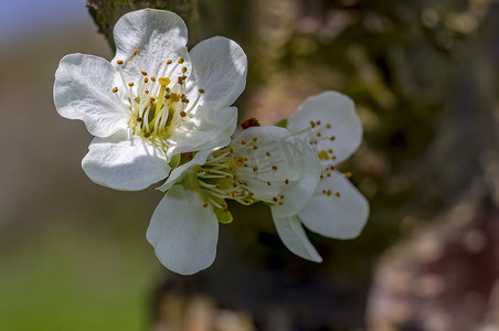 鲜花小清新背景摄影照片_春天树上的小清新樱花