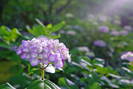 日本户外绿叶紫绣球花