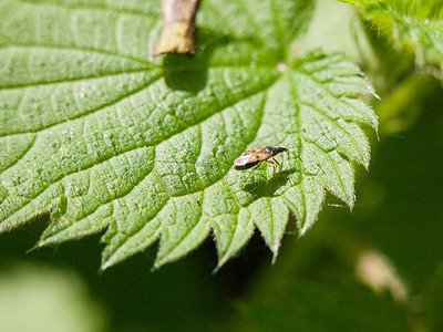 一只小苍蝇停在外面的叶子上 宏观特写细节 sp
