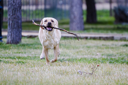 巧克力拉布拉多摄影照片_一只棕色拉布拉多犬在草丛中嘴里叼着一根棍子奔跑