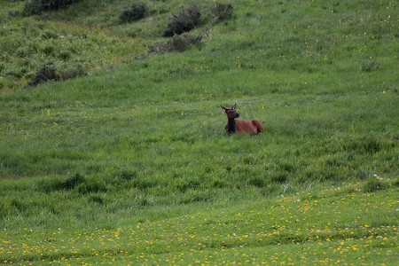 一只麋鹿躺在郁郁葱葱的绿色田野上