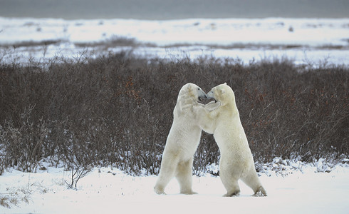 两只北极熊打架