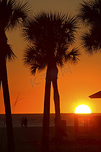 佛罗里达州墨西哥湾沿岸棕榈树后的太阳落山