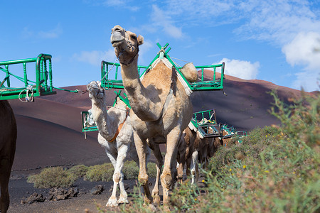 蒂法摄影照片_蒂曼法亚国家公园的骆驼商队