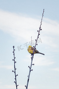 翅中摄影照片_自然界中的鸟欧洲绿翅雀