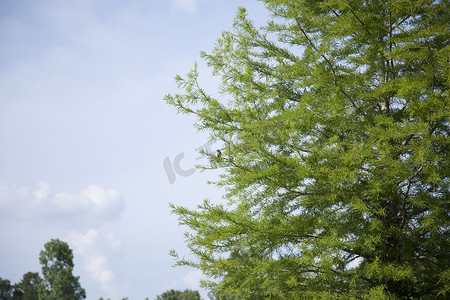 春天树叶鸟摄影照片_树枝上的鸟