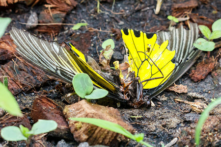 昆虫的眼睛摄影照片_鸟翼蝶的尸体。