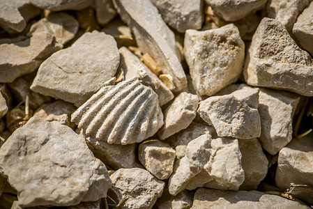 化石壳