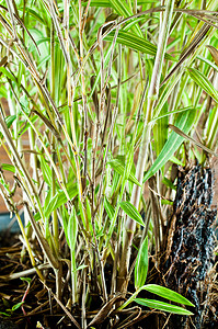 山竹树摄影照片_在黑色花盆宏的竹树