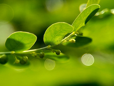 苦味摄影照片_具有自然背景的绿色叶下珠叶（meniran，室苦，gripeweed，shatterstone，stonebreaker，leafflower）。