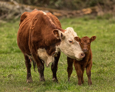 牛牧场摄影照片_牛妈妈和小牛