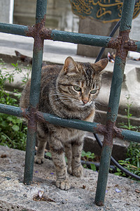 流浪猫在街上