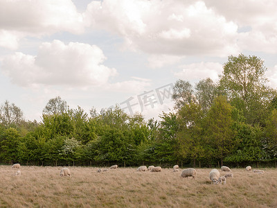 夏天羊在乡下散步和休息