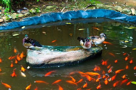 红锦鲤摄影照片_有鸭子和红日本鲤鱼的池塘