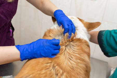 宠物品种摄影照片_兽医诊所的专业兽医疫苗 corgi 品种狗。