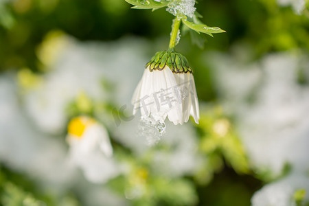 雪下初开春花