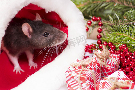 关闭逗人喜爱的老鼠看起来在红色圣诞节帽子外面。