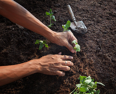 泥土的种子摄影照片_人们用园艺工具在泥土上种植幼树