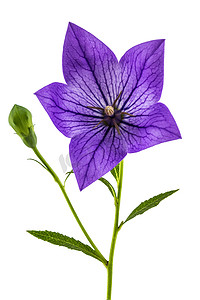 桔梗 (Platycodon grandiflorus) 或 bellflo 的紫色花