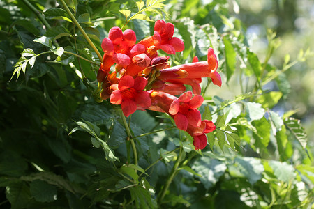 小号藤摄影照片_根茎花