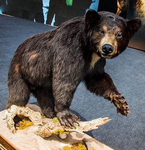 肉方摄影照片_填充大黑熊作为野生动物在视野中