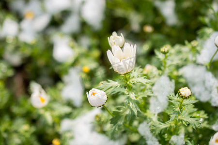 雪下初开春花