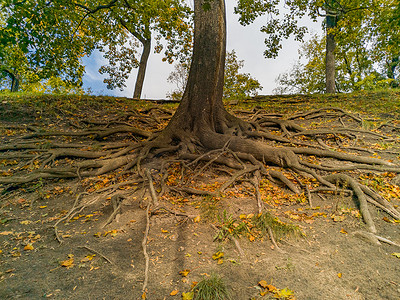 公园地面外有许多树根