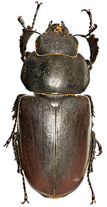 cervus摄影照片_白色背景上的雄鹿甲虫 - Lucanus cervus（林奈，1758 年）