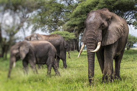 非洲大象在塔兰吉雷国家大草原上行走