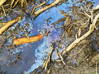 受污染摄影照片_受污染的湿地水