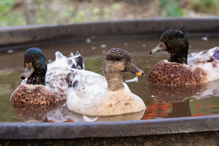 达call摄影照片_Snowy Call Ducks 2公1母