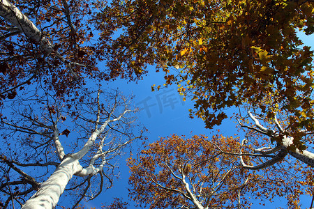 秋天从下面看到的梧桐树枝与蓝天相映成趣
