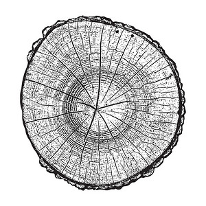 树日志，木材年轮 grunge 纹理矢量图