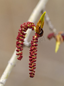 杨树花