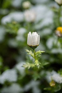 雪下初开春花