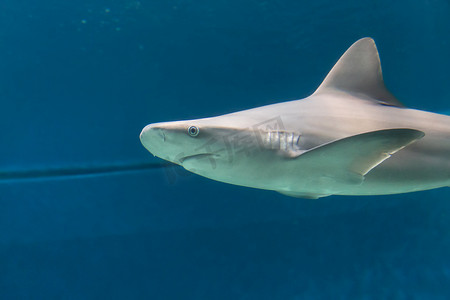 危险的鲨鱼 Underwater 古巴 Caribbean Sea