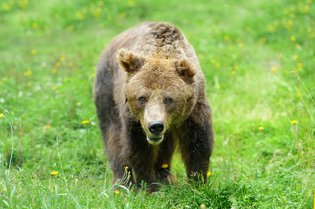 自然界中的棕熊 (Ursus arctos)