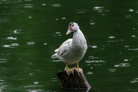 白鸭坐在木杆上，注视着绿水