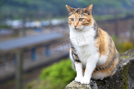 坐在墙上看火车站的猫