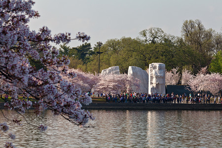 华盛顿特区的马丁路德金纪念馆与樱花