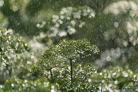 雨中的绿萝