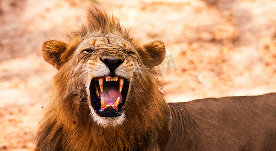 狮子露出危险的牙齿