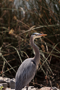 大蓝鹭，Ardea herodias，鸟