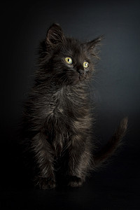黑色小猫摄影照片_小猫