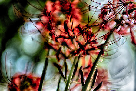 红蜘蛛百合 lycoris radiata 簇孤挺花 higanbana 流